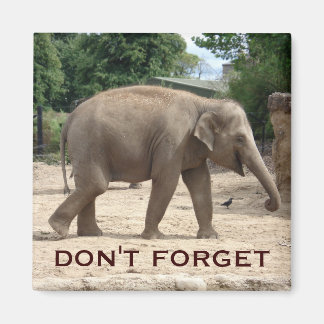Imã salve a data de Elefante Asiático
