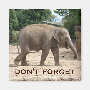 Imã salve a data do elefante asiático
