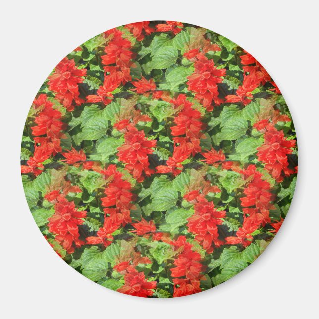 Imã Salvia. (Frente)