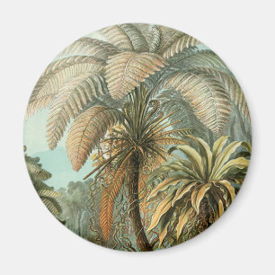 Imã Samambaia Palmeira Antiga Arte Botânica de Samamba