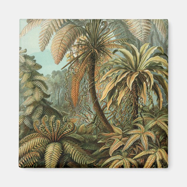 Imã Samambaia Palmeira Arte Botânica Antiga de Samamba (Frente)