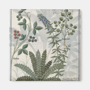 Imã Samambaias, amoras e flores