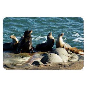 Ímã San Diego Sea Lions