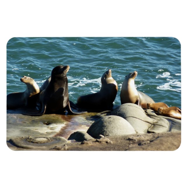 Ímã San Diego Sea Lions (Horizontal)