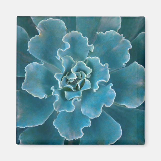 Imã San Francisco California Ouro Gate Park e (Frente)