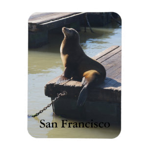 Ímã San Francisco Pier 39 Sea Lion #2 Magnet