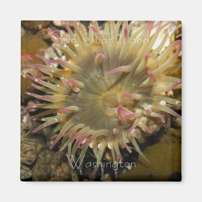 Imã San Juan Island, Washington (Frente)