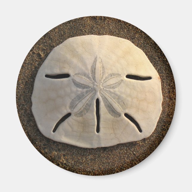Imã Sand Dollar Sea Shell Beach Magnet (Frente)