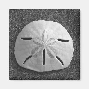 Imã Sand Dollar Sea Shell Beach Magnet