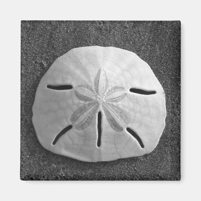 Imã Sand Dollar Sea Shell Beach Magnet (Frente)