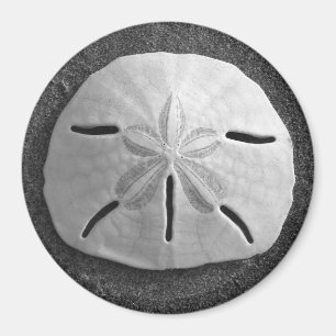 Imã Sand Dollar Sea Shell Beach Magnet