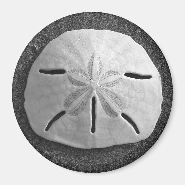 Imã Sand Dollar Sea Shell Beach Magnet (Frente)