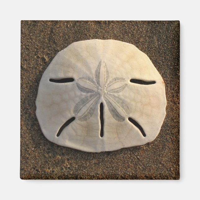 Imã Sand Dollar Sea Shell Beach Magnet (Frente)