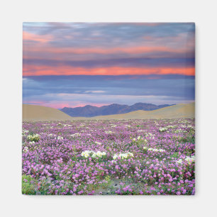 Imã Sand Verbena & Dune Primrose Wildflower no Sunset
