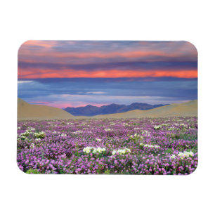 Ímã Sand Verbena & Dune Primrose Wildflower no Sunset