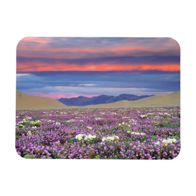 Ímã Sand Verbena & Dune Primrose Wildflower no Sunset (Horizontal)