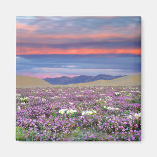 Imã Sand Verbena e flores silvestres de Primrose Dune