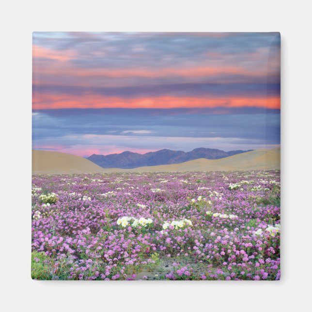 Imã Sand Verbena e flores silvestres de Primrose Dune  (Frente)