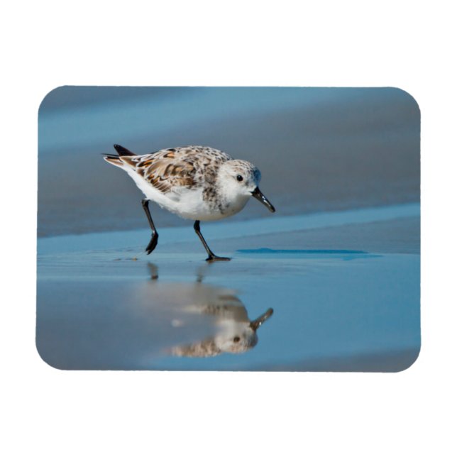 Ímã Sanderling (Calidris Albe) Alimentando-Se Em Praia (Horizontal)