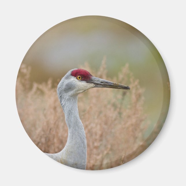 Imã Sandhill Crane (Frente)