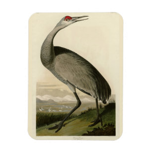 Ímã Sandhill Crane das Aves da América de Audubon