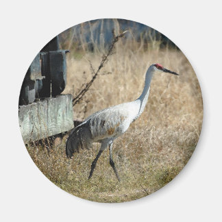 Imã Sandhill Crane Magnet