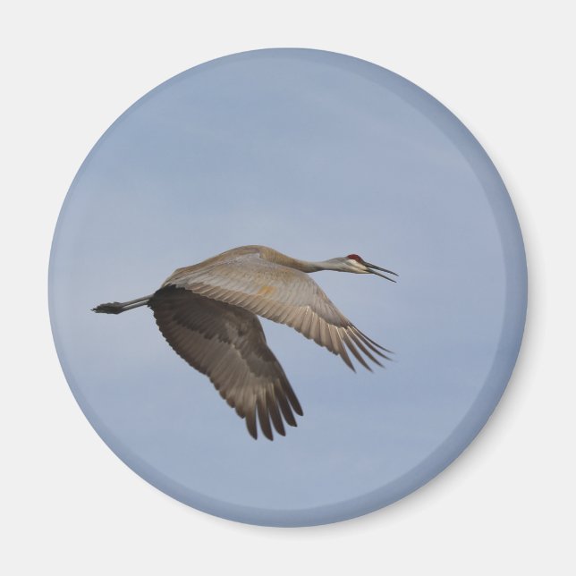 Imã Sandhill Crane Magnet (Frente)