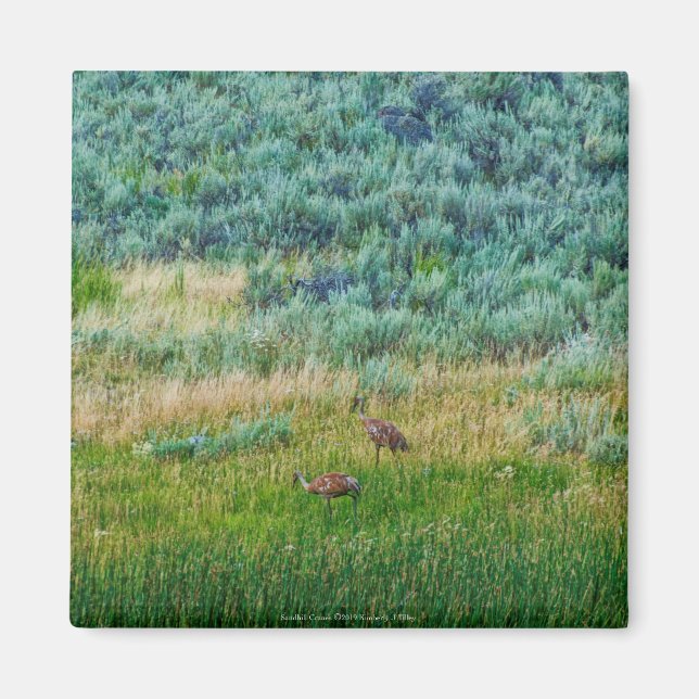 Imã Sandhill Cranes (Frente)