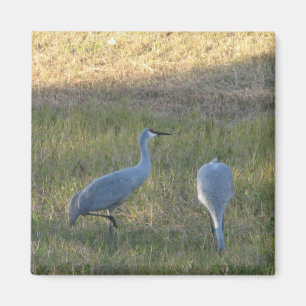 Imã Sandhill Cranes no Grass Photo Magnet
