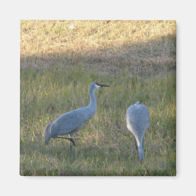 Imã Sandhill Cranes no Grass Photo Magnet (Frente)