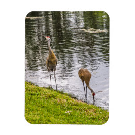 Ímã Sandhill Cranes num lago da Flórida
