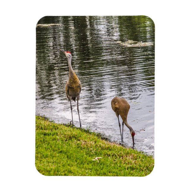 Ímã Sandhill Cranes num lago da Flórida (Vertical)