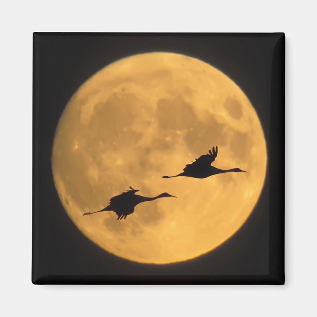 Imã Sandhill Cranes | Reserva Nacional de Fauna Selvag (Frente)