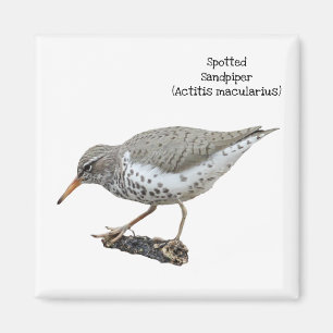 Imã Sandpiper