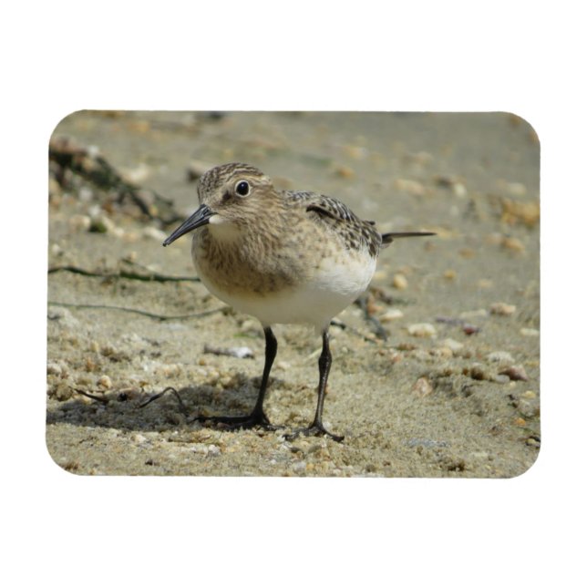 Ímã Sandpiper no Imã de Praia (Horizontal)