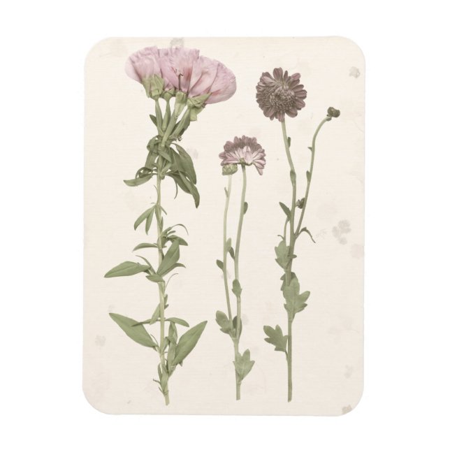 Ímã Sangue Pressionado - Rosa (Vertical)