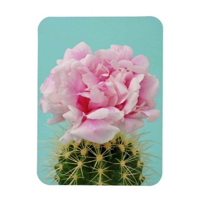 Ímã Sangue Rosa No Topo Do Cactus Espioso (Vertical)