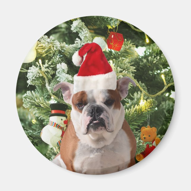 Imã Santa Hat Bulldog Árvore de Natal Snowman Caixa de (Frente)