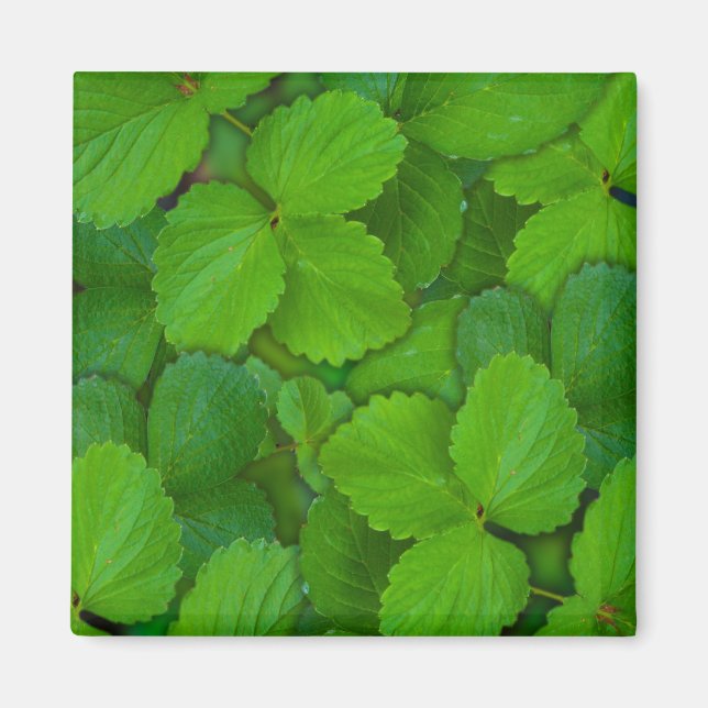 Imã Santo Basil Tulsi Green Mint Folhas (Frente)
