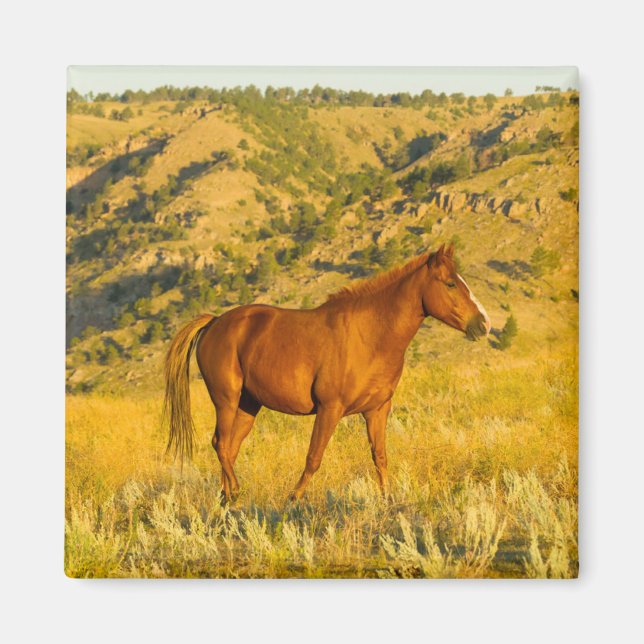 Imã Santuário de Cavalo Selvagem. (Frente)