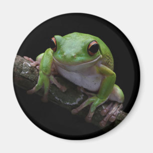 Imã Sapo