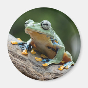 Imã Sapo