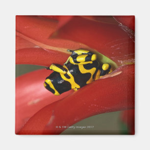 Imã sapo Amarelo-unido do veneno