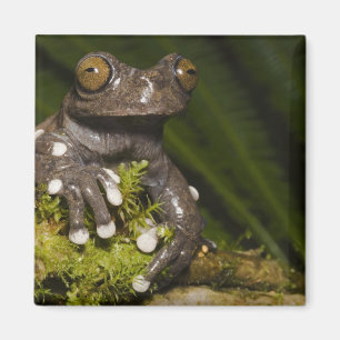 Imã Sapo-árvore Cativo Tapichalaca Hyloscirtus 3