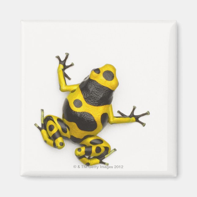 Imã Sapo Bumblebee Poison Dart (Frente)