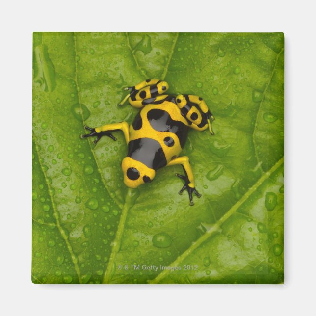 Imã Sapo Bumblebee Poison Dart (Frente)