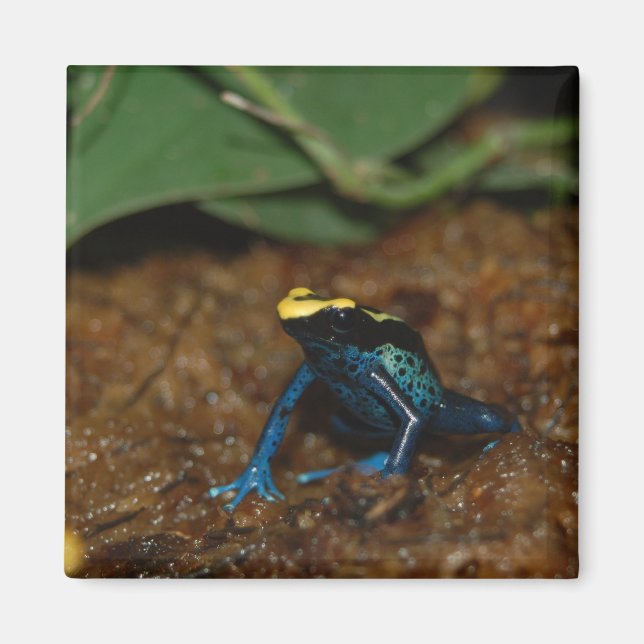 Imã Sapo Colorido (Frente)