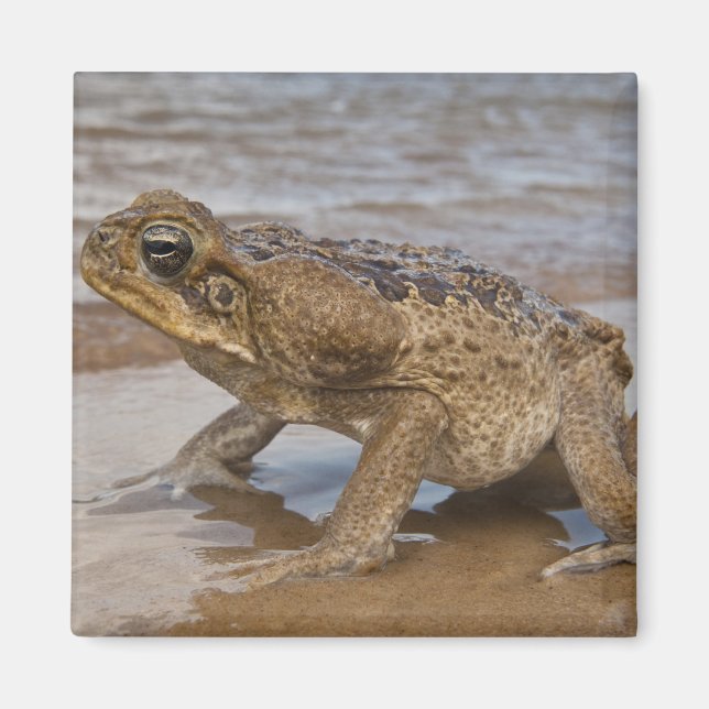 Imã Sapo-cururu Rhinella marina, anteriormente Bufo (Frente)