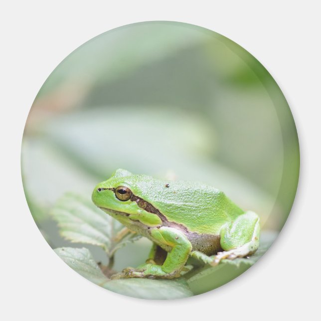 Imã Sapo de árvore europeia em íman verde redondo (Frente)