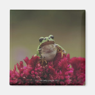 Imã Sapo de árvore japonês (japonica do Hyla) em